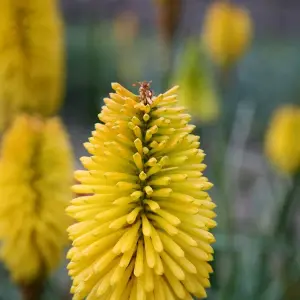 Bees Lemon Red Hot Poker Perennials Flowering Plants Kniphofia 2L Pot