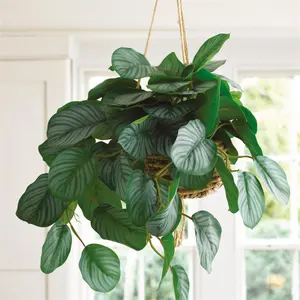 Bloom Artificial Calathea Hanging Basket - Faux Fake Realistic Green Houseplant Floral Home Decoration - H60cm x 40cm Diameter