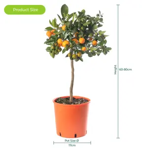 Orange Tree - Outdoor Fruit Tree, Grow Your Own Tasty Fruits, Ideal Size for UK Gardens in 20cm Pot (2-3ft)