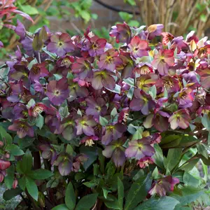 Helleborus 'Star of Passion' Exquisite Winter-Blooming Hellebore (20-30cm, 3L Pot)