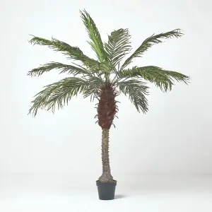 Homescapes Phoenix Palm Tree in Pot, 160 cm Tall