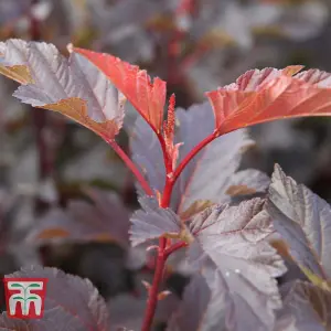 Physocarpus Opulifolius Diable Dor 3.6 Litre Potted Plant x 1