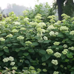 Hydrangea Lime Rickey 3 Litre Potted Plant x 2 - Ideal for lightly shaded borders