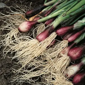 Spring Onion Apache 1 Seed Packet