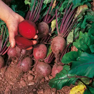 Beetroot Globe 2 4 Seed Packets