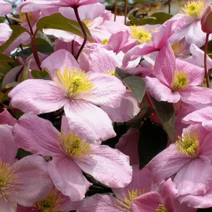 Clematis Rubens - Pink Blooms, Climbing Vine, Morning Sun (20-30cm Height Including Pot)