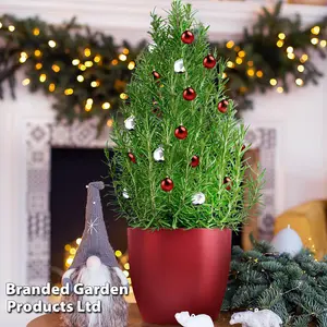 Gift Rosemary Christmas Tree (Pyramid) 15cm Pot x 1 (Height 30-40cm)