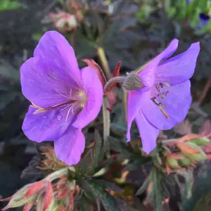 Geranium Boom Chocolatta - Purple Flowers, Deep Coloured Foliage, Moderate Height (30-40cm Height Including Pot)