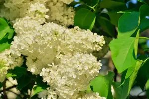 'Primrose' Syringa Vulgaris - Branched Lilac Tree 40-60cm Shrub in a 2L Pot. 3FATPIGS