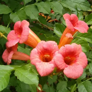 Campsis Radicans - Orange Flowers, Fast-Growing, Climbing Shrub, Hardy (20-30cm Height Including Pot)