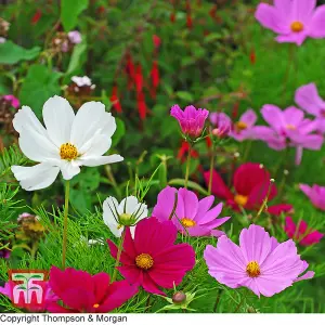 Cosmos Bipinnatus Sonata Series Mixed 1 Seed Packet (30 Seeds)