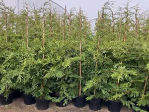 Green Leylandii Cupressocyparis Leylandii Instant Hedging Trees 6-7ft Pallet of 10 Supplied in 10 Litre Pots