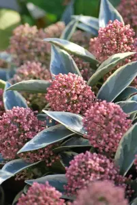 Skimmia 'Magic Marlot' in 9cm Pot - Autumn/Winter Plant - 20-30cm in Height