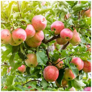 Dwarf Patio James Grieves Apple Tree, Ready to  Fruit,Desert & Cooking Apple 3FATPIGS