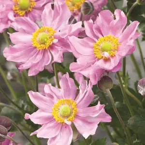 Anemone Fantasy Pocahontas - Vibrant Pink Blooms, Compact Size (15-30cm Height Including Pot)