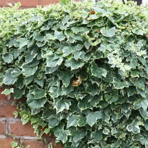 Hedera helix Glacier Evergreen Vine Climbing Plant 60cm Cane 3L Pot