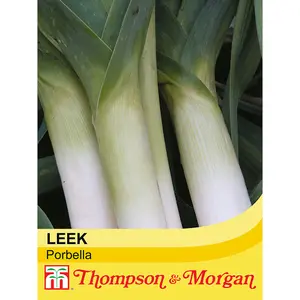 Leek Porbella 1 Seed Packet (50 Seeds) - Thompson & Morgan