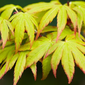 Acer Sangokaku - Coral Bark Japanese Maple, Ornamental Tree (20-30cm Height Including Pot)