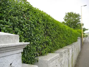 3-4ft Green Privet (Ligustrum Ovalifolium) Evergreen Bare Root Hedging Plants - Pack of 10