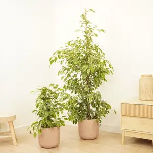 House Plant - Weeping Fig - Golden King - 27 cm Pot size - 130-150 cm Tall - Ficus Benjamina - Indoor Plant