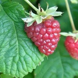 Lincolnshire Fruits Joan J Potted 7 Litre (Raspberry)