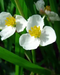 Lincolnshire Pond Plants Ltd Marginal Plants - Pond Plants (Sagittaria Platyphylla) - 3 Litre potted