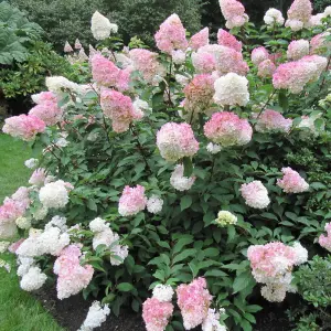 Hydrangea Vanille Fraise Garden Plant - Pinkish-White Blooms, Compact Size (10-30cm Height Including Pot)