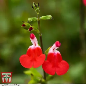 Salvia Microphylla Hot Lips 2 Litre Potted  Plant x 1