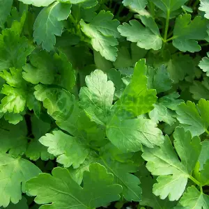 Flat Leaf Parsley (10-20cm Height Including Pot) Garden Herb Plant - Aromatic Biennial, Compact Size