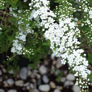 Spiraea Grefsheim Garden Plant - Clusters of White Flowers, Deciduous Foliage, Hardy (15-30cm Height Including Pot)