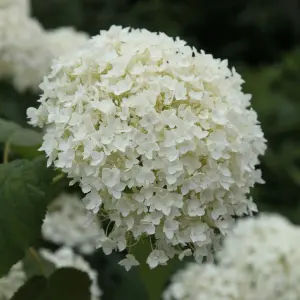 Annabelle Sevenbark Shrub Plant Hydrangea Arborescens 12L Pot 80cm - 100cm