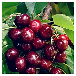 Van Cherry Tree, 5-6ft Tall, Large, Dark Red, Sweet & Juicy Cherries