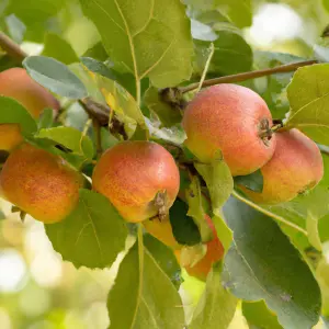 Lincolnshire Fruits Tydeman's late orange Bareroot Apple 7 Litre Tree