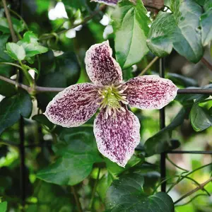 Clematis cirrhosa Freckles 3 Litre Potted Plant x 1