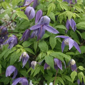 Clematis Frankie Purple Flowering Vine Climbing Plant 60cm Cane 3L Pot