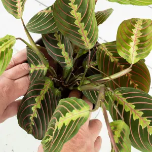 YouGarden Prayer Plant 'Maranta Tricolour', Established Houseplant in 12cm Pot, Ready to Plant and Display