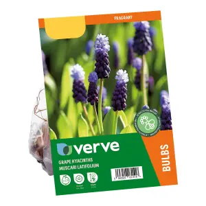 Muscari latifolium (grape hyacinth) 15 Flower bulbs