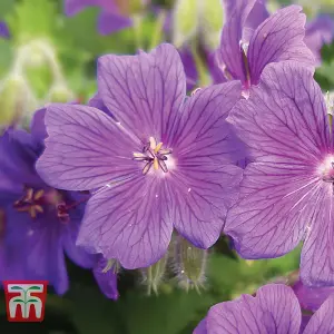 Geranium Magnificum 1 Bare Root Plant