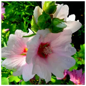 Lavatera Clementii Barnsley Baby / Tree Mallow, In 2L Pot, Stunning Flowers