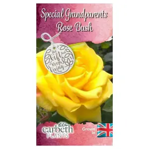 Special Grandparents Rose Bush Gift Wrapped - Plant Gift for The Garden