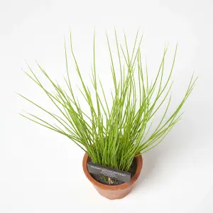 Homescapes Artificial Chive Plant in Decorative Pot