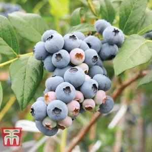 Blueberry (Vaccinium) Powder Blue 9cm Pot x 1