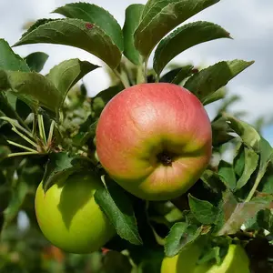 Lincolnshire Fruits Broadholme Beauty Potted Apple 7 Litre Tree