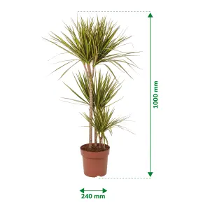 Verve Sunray Dragon tree in Terracotta Plastic Grow pot 24cm