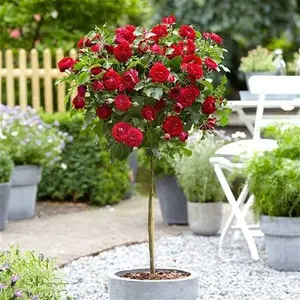 Large Red Standard Rose Tree 'Dallas' - Circa 130-150Cms Tall