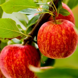 Dwarf Patio Gala Apple Tree, Self-Fertile, Sweet Flavour, Good For Juice