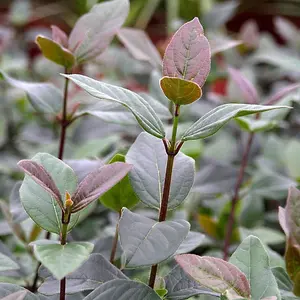 1 x Viburnum Tinus Purpureum - Laurustinus Purpureum - Plant in 9cm Pot