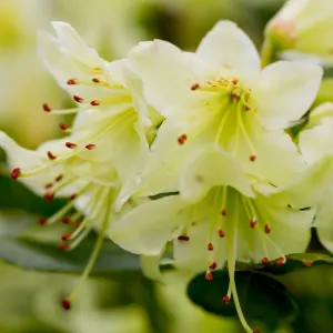 Azalea / Rhododendron Shamrock Hardy Plant In 9cm Pot, Pale Green & Yellow Flowers