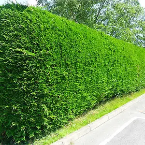 Leylandii Green - Fast-Growing Evergreen Conifer Hedging, Hardy and Low Maintenance (20-40cm, 3 Plants)