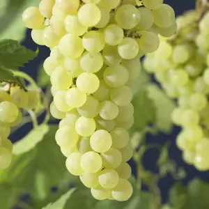 Grape Vitis Vroege Van Der Laan - Outdoor Fruit Plant, Ideal for UK Gardens, Compact Size (20-30cm Height Including Pot)